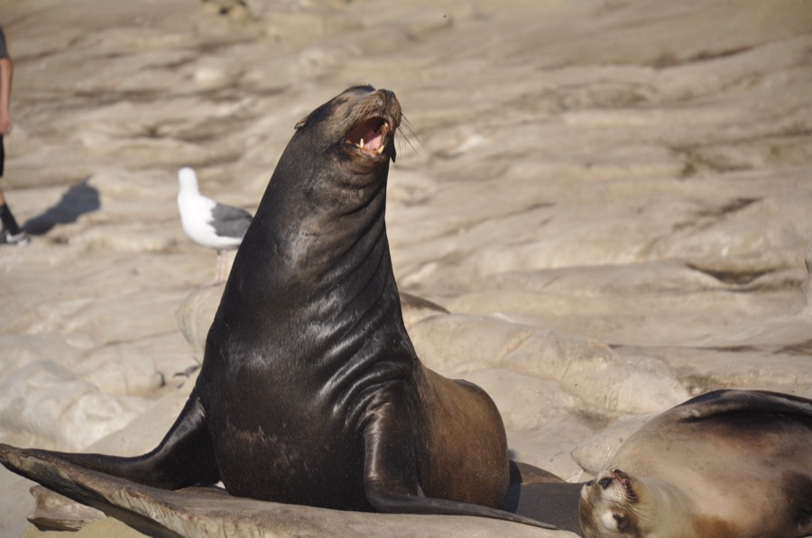 La Jolla